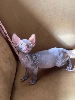 Sfinks mushugi 8 oylik