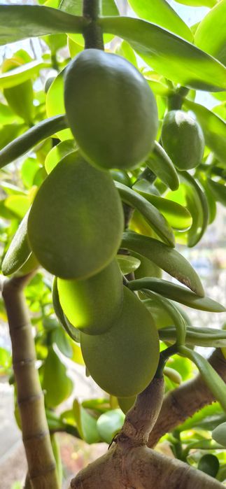 Floare in ghiveci Ficus