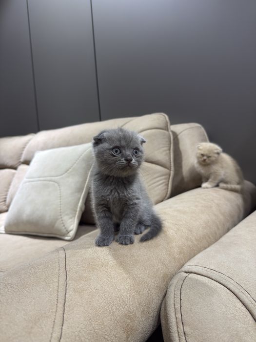 Шотландские вислоухие