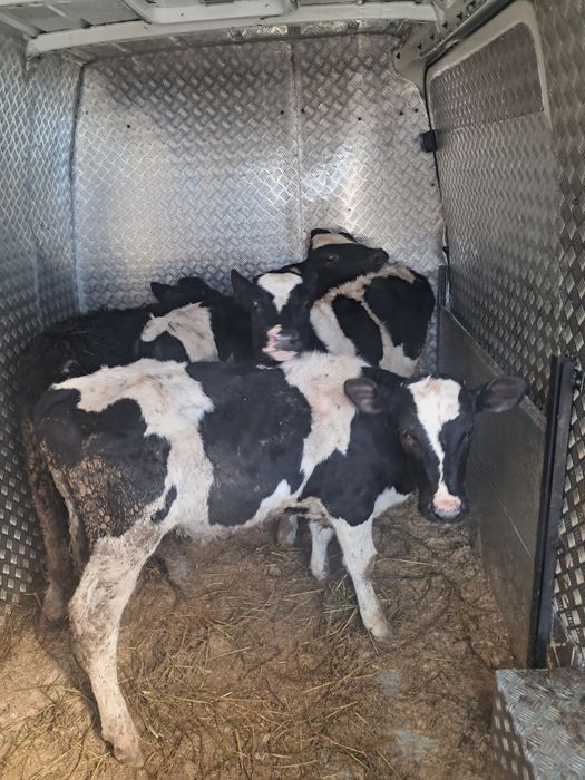 Vând 4 taurasi baltati pe negru