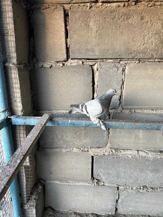 Голуби бойные разных мастей