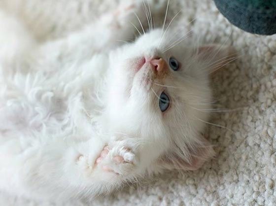 Отдам котят в добрые руки