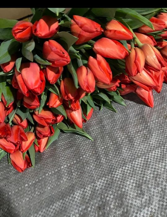 Продаем тюльпаны