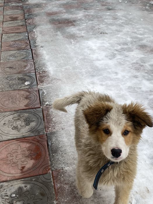 Щенок, пес, пёс, собака, собачка