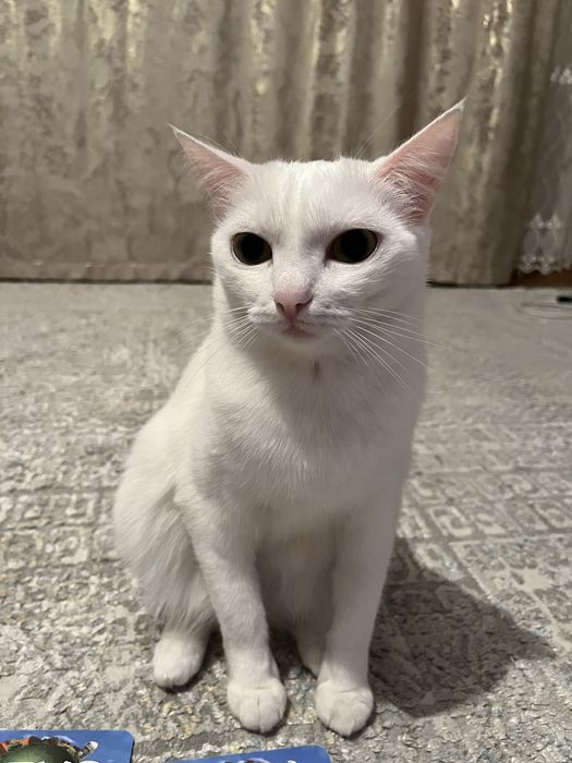 отдам милую кошку