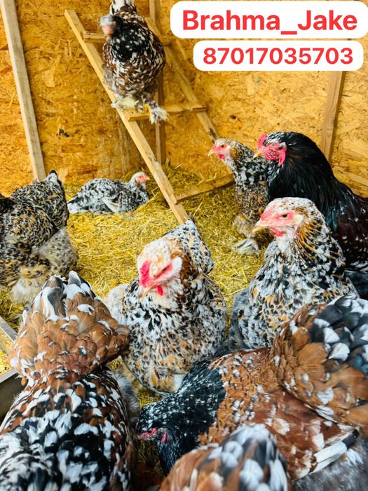 Брама Парцелян Яйцо