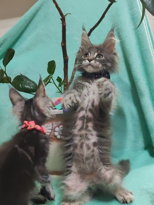 Котята породы Мейн-кун