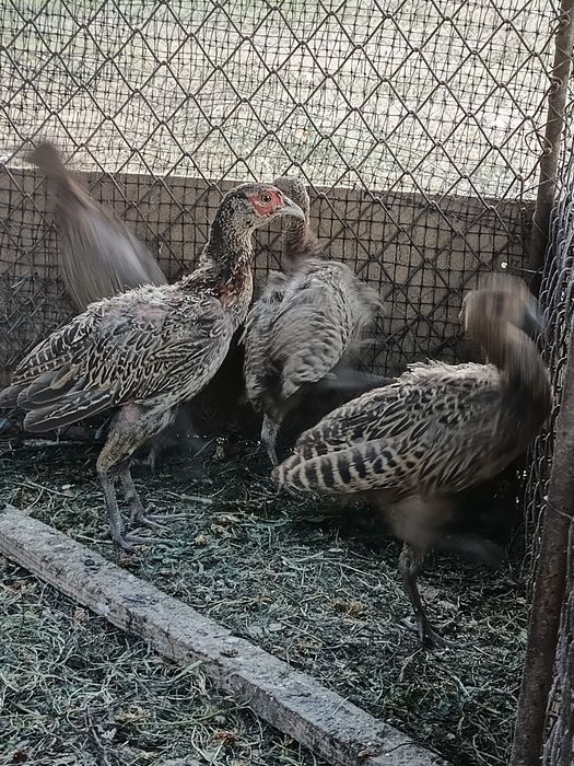 Fazani comuni 12 bucăți