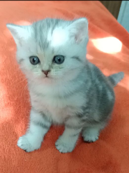 Шотландский редкого окраса
