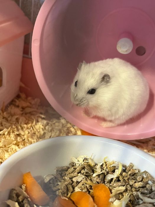 Vand Hamsteri piciti