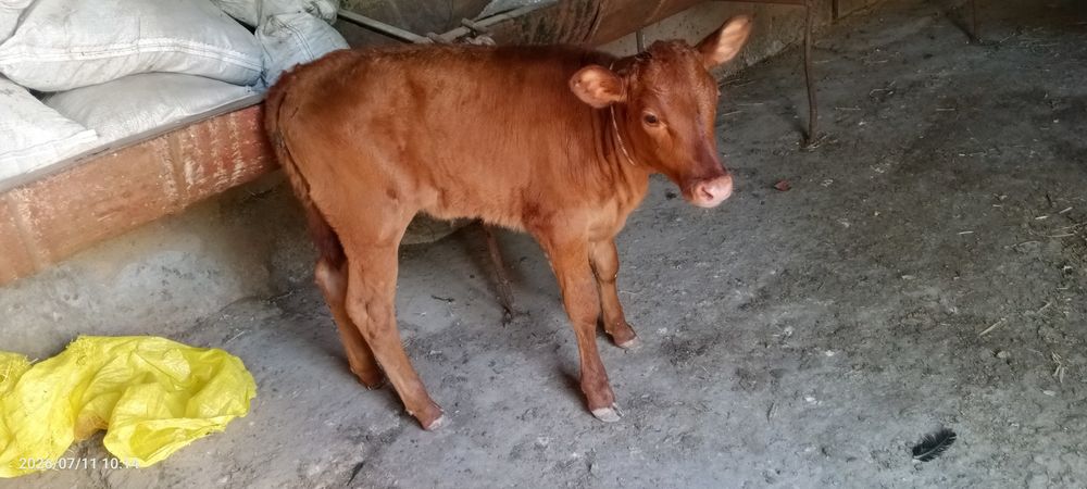 Ona bola sigir sotiladi