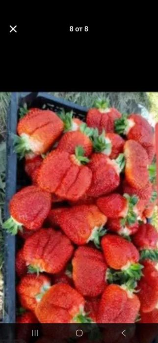 Продавам разсад ягоди и малини