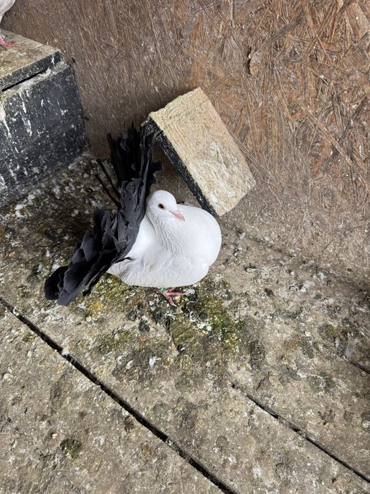 Vand Porumbei voltati