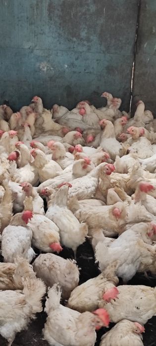 Куры несушки декалб Вайт