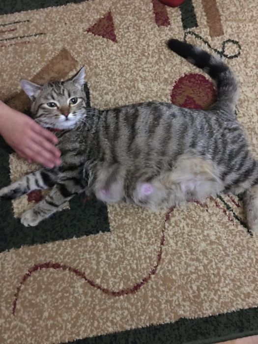 Подобрали кошечку очень добрую