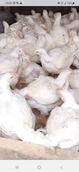 Pui rasa mixta si albi de carne