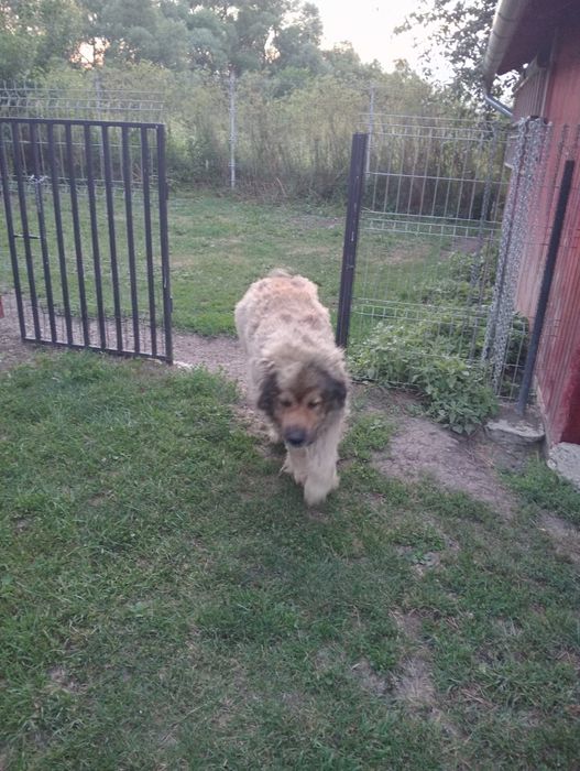 Donez mascul caucazian