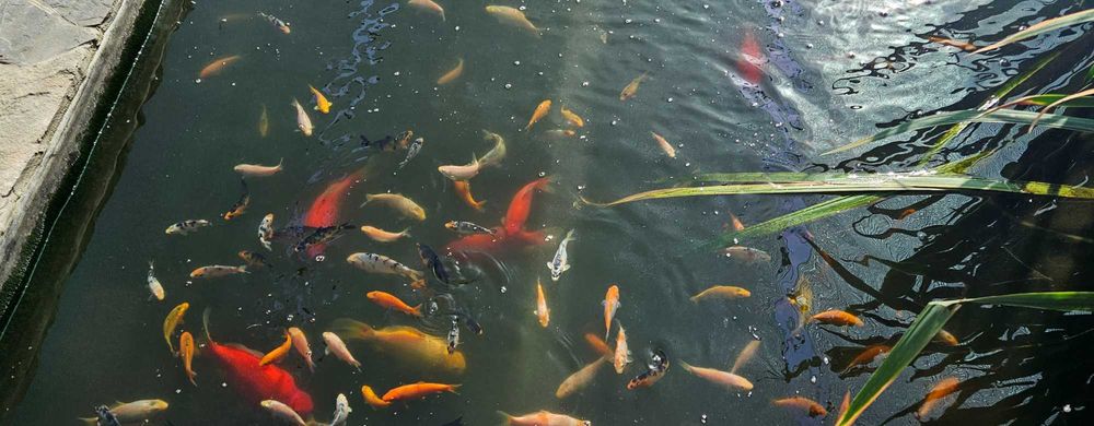 Мальки карпа Кои