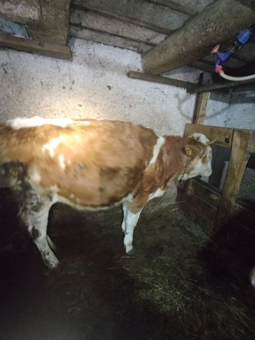 Vând junincă bălțată