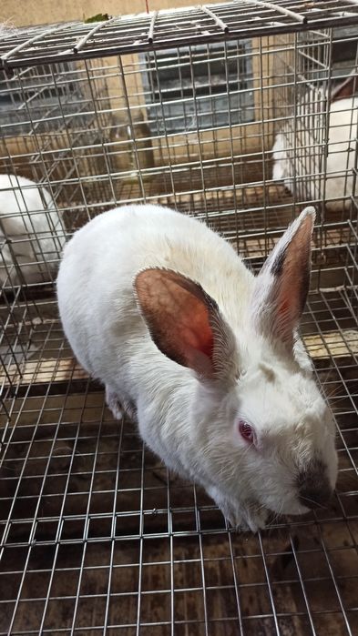 Assalomu alaykum Kaliforniya zotli quyonlar sotiladi. Narxi 350 soʻmda