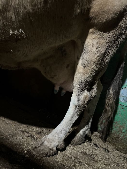 Продам дойную корову