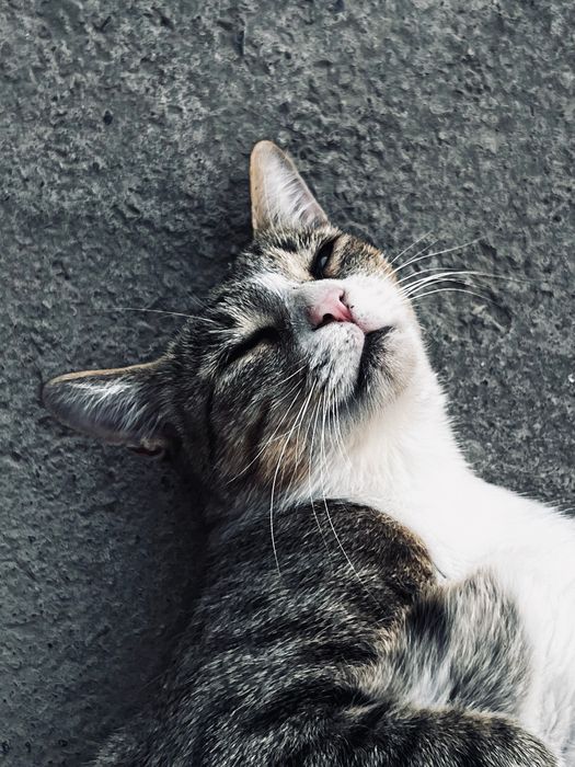 Даром кошечка в хорошие руки !!!