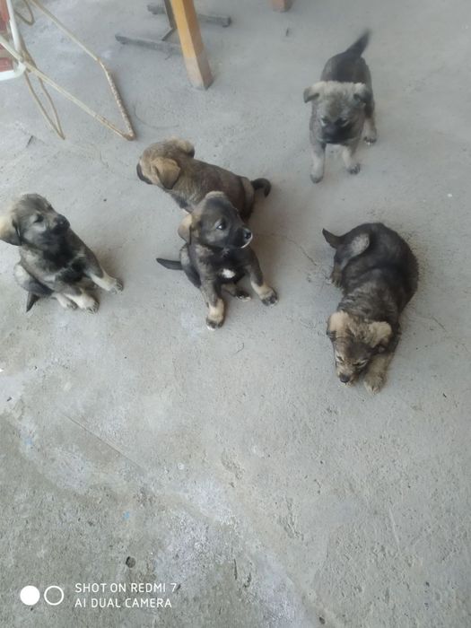 Щенята в добрые руки