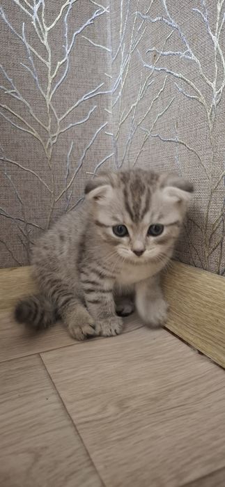 Вислоухий котёнок