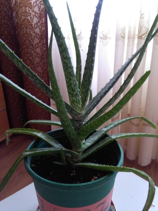 Лечебное растение Алоэ