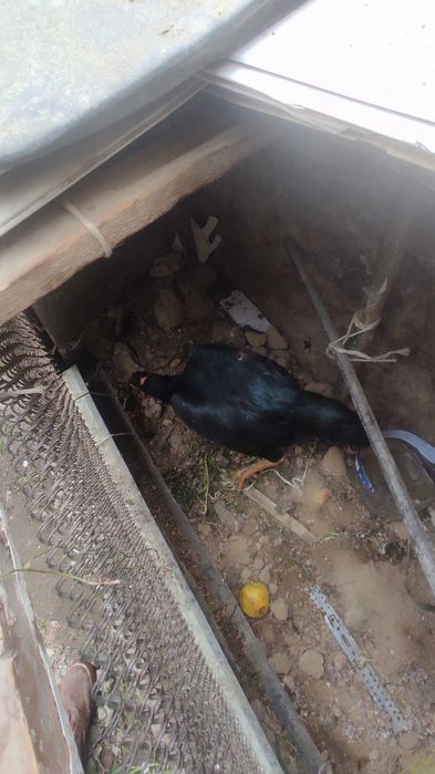 Kulangi tovu sotiladi