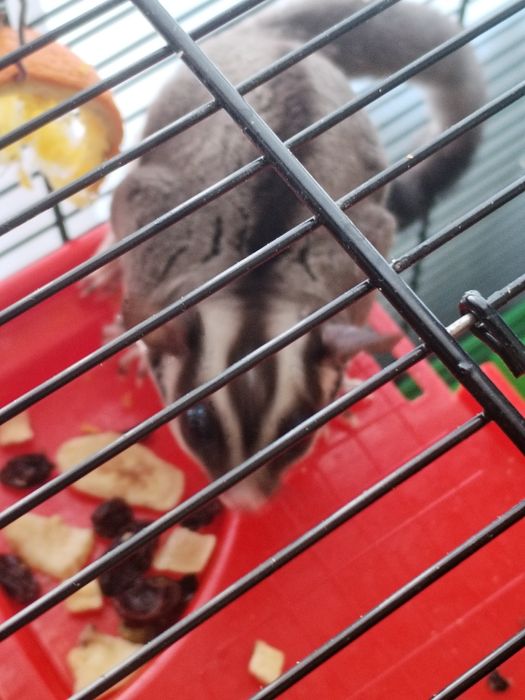 Продам сахарного опосума