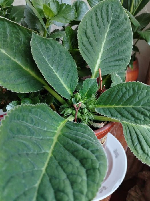 Комнатные цветы по 1.500