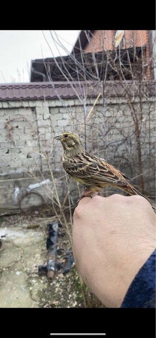 Овсянка - ремез поющий , канарейка