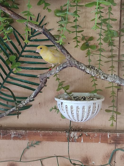 Канарейки и папугаи