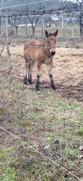 Vând iapă ardeleză
