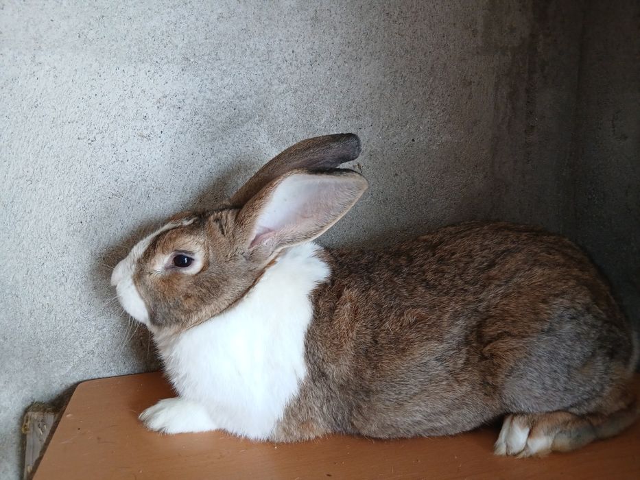 Masculi hycole francezi de vânzare.