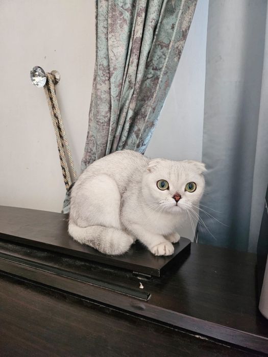 Кошка Шотландская вислоухая