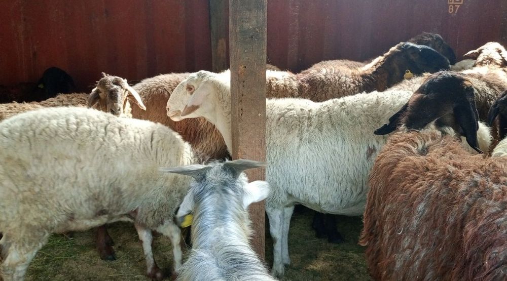 Семіз Қой сатылады