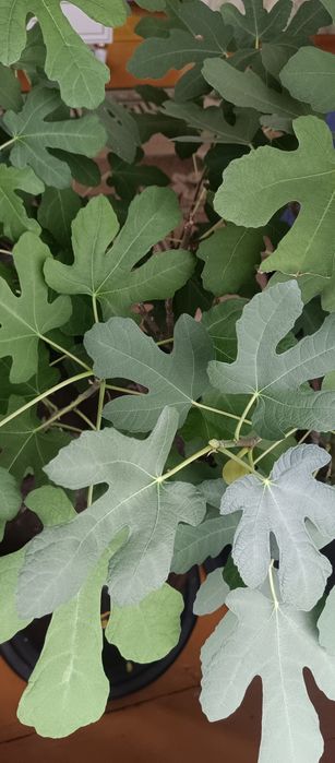 Инжир в горшке для дома