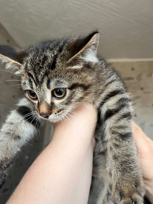 Отдам котёнка маленького