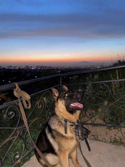 Продам немецкую овчарку