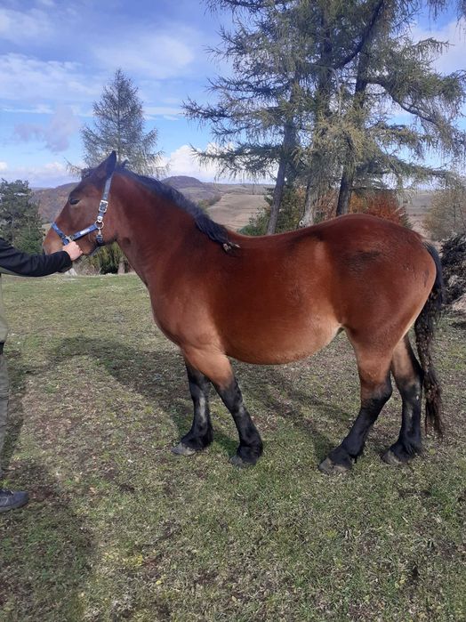 vand 2 iepe de afata