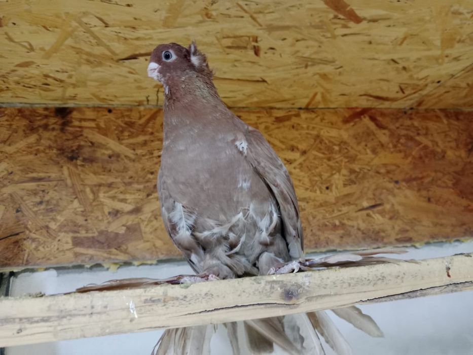 Продам   голубя