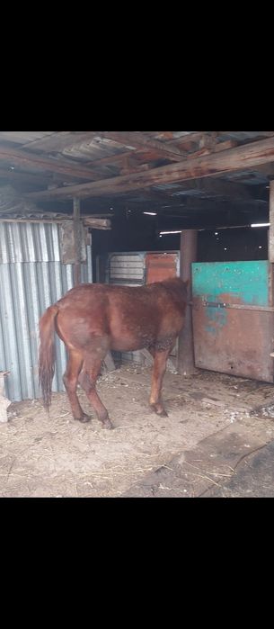 Продам лошадей .