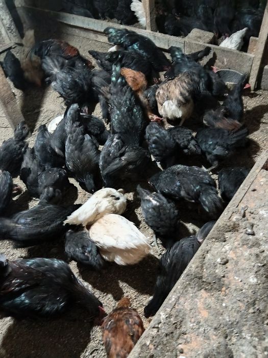 Продам  петухов австерлоп