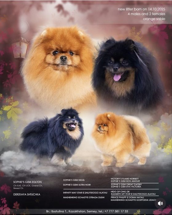 Померанский шпиц