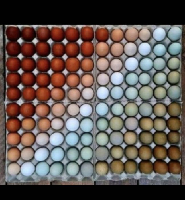 Ouă pentru incubat diferite rase