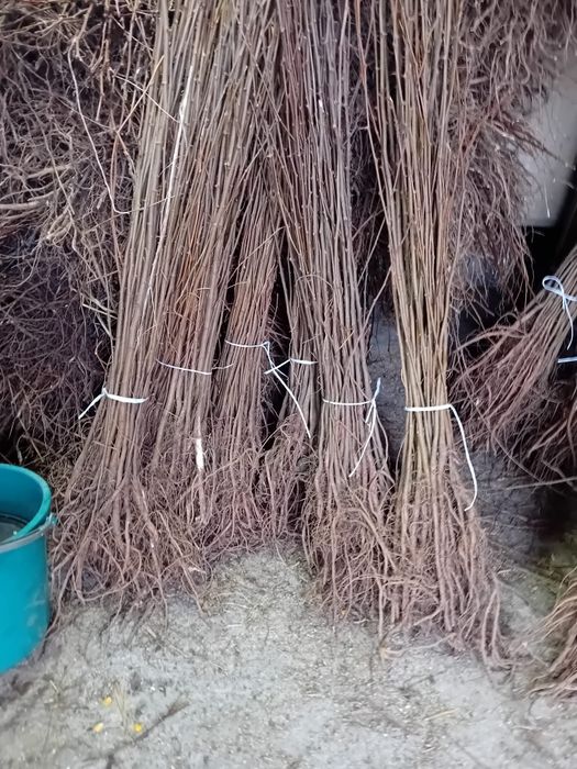 puieți salcâm la preț redus