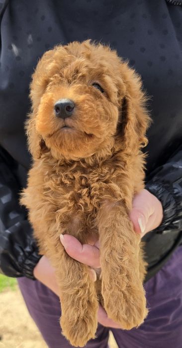 Той пудел Toy Poodle