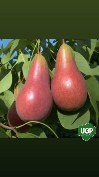 Саженцы яблоня, тополя, груша, розы